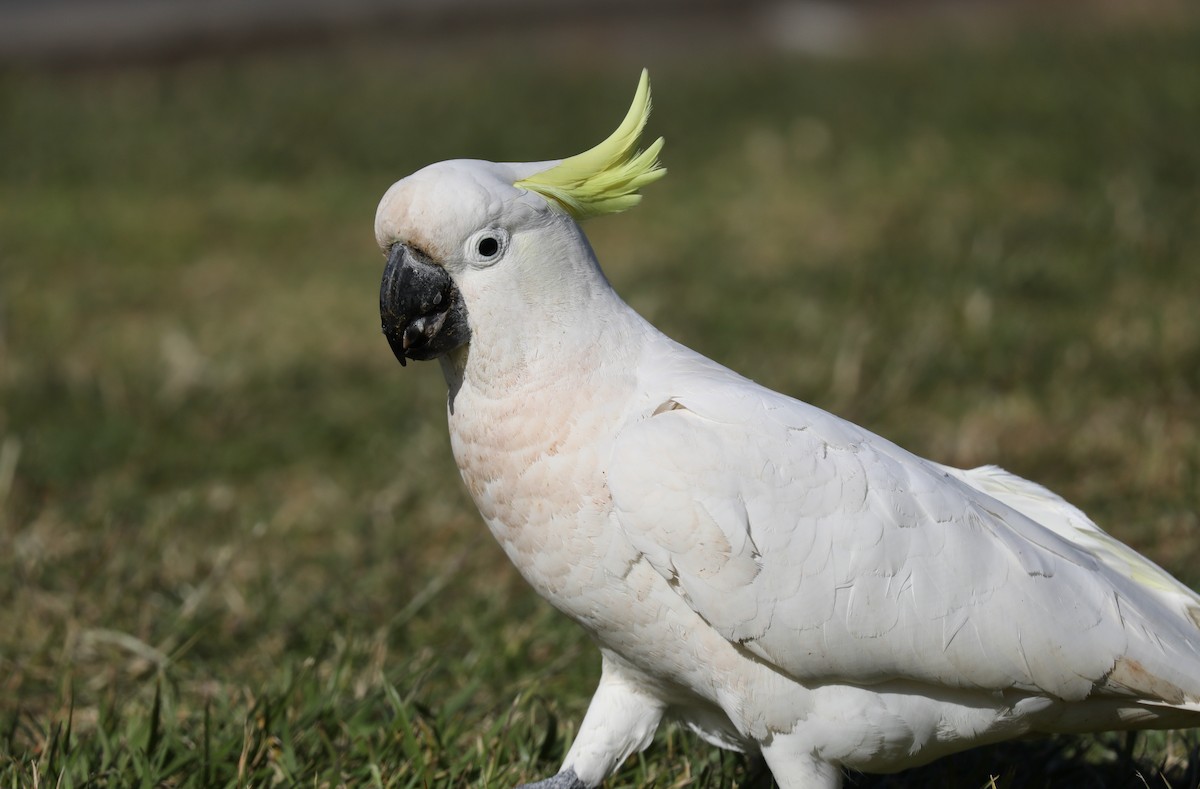 Sulphur-crested Cockatoo - ML620366433