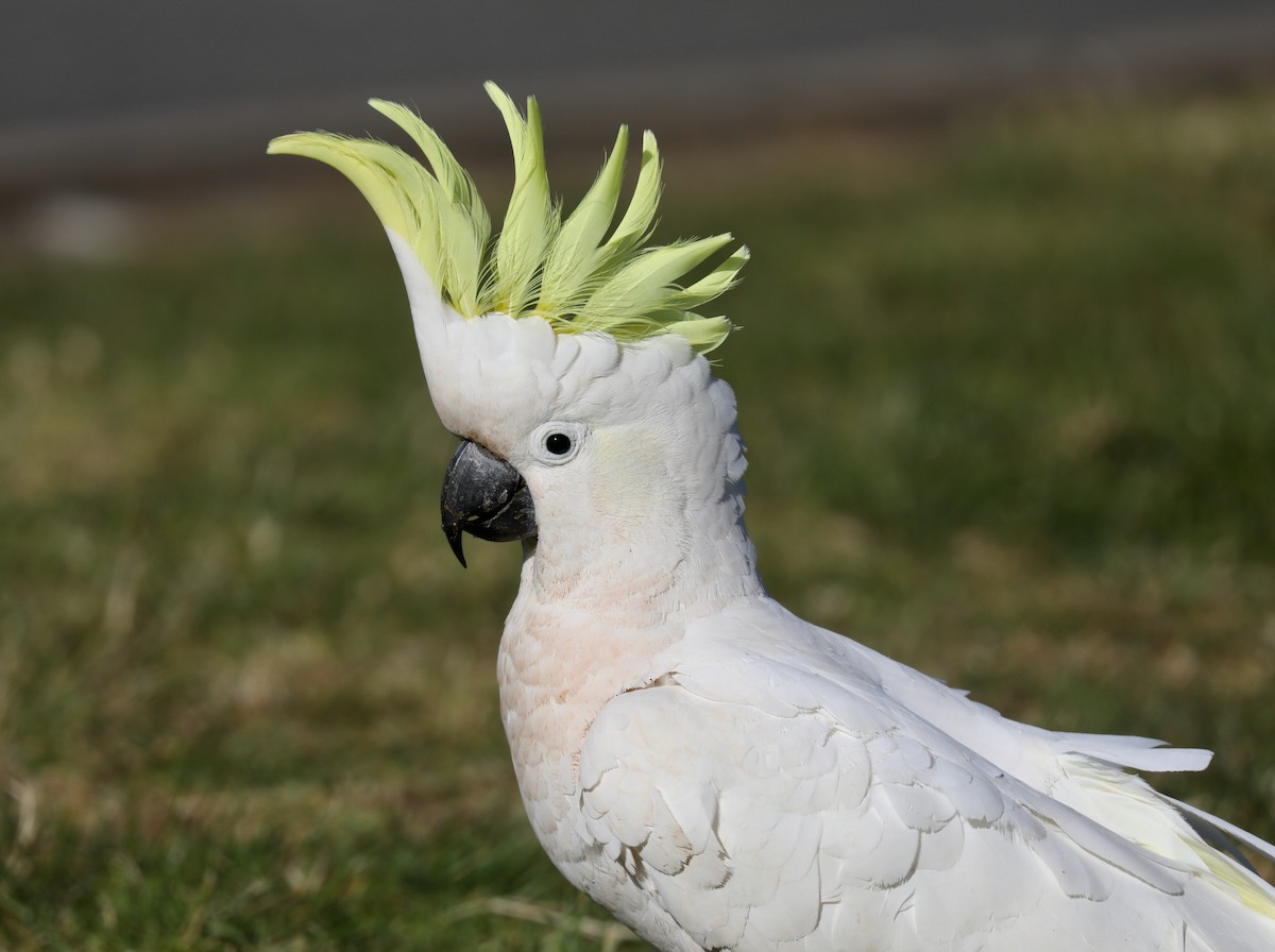 Sulphur-crested Cockatoo - ML620366434