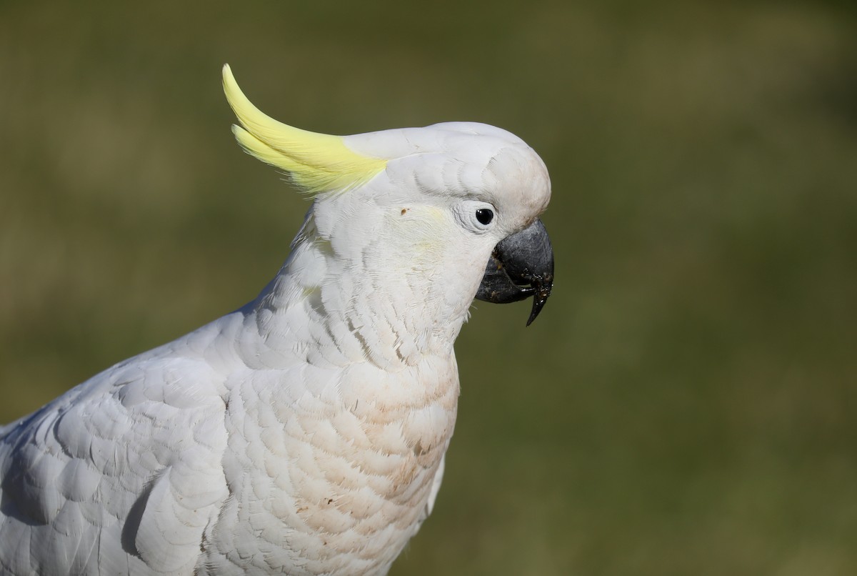 Sulphur-crested Cockatoo - ML620366443