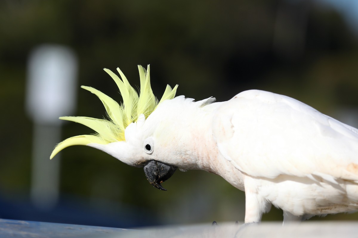 Sulphur-crested Cockatoo - ML620366448