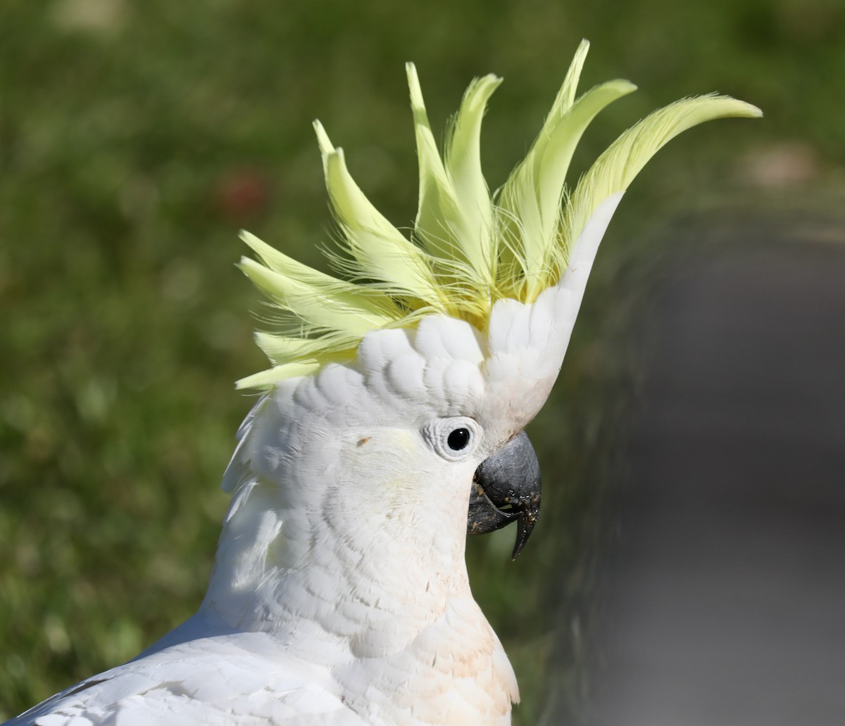 Sulphur-crested Cockatoo - ML620366449