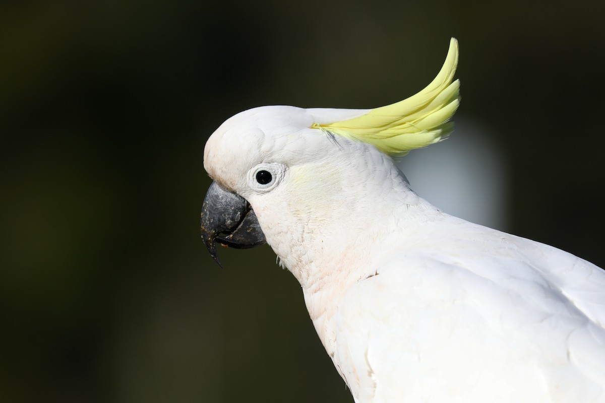 Sulphur-crested Cockatoo - ML620366450