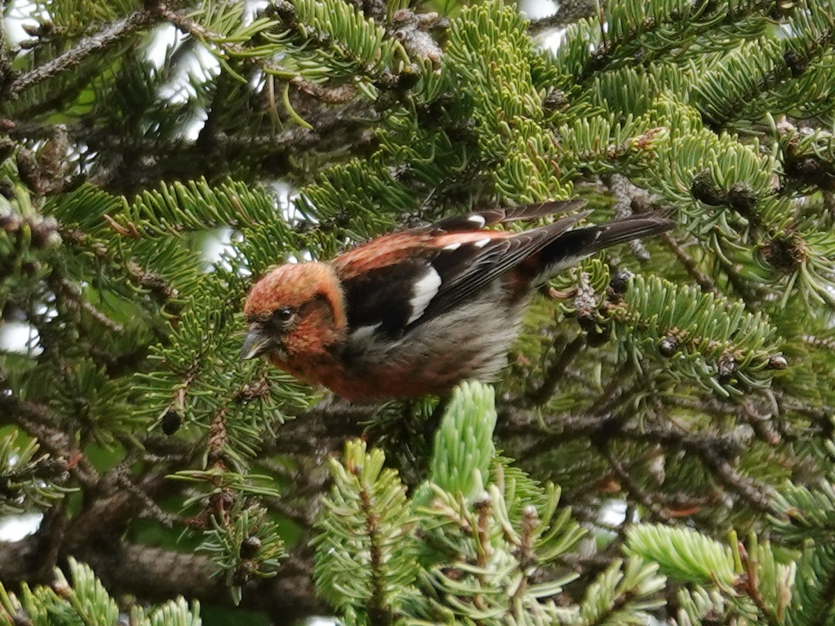 White-winged Crossbill (leucoptera) - ML620366464