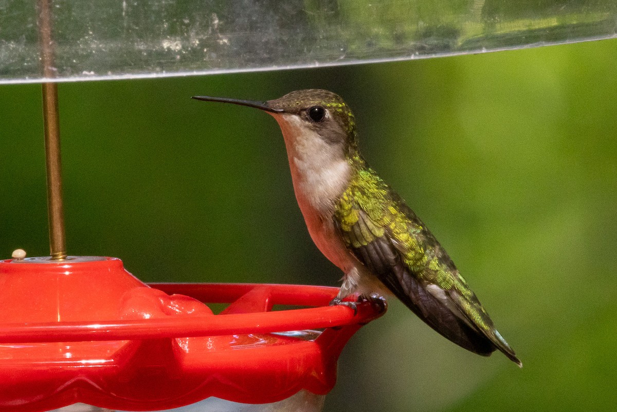 Colibri à gorge rubis - ML620366475