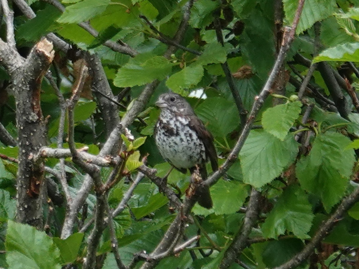 Fox Sparrow (Sooty) - ML620366488