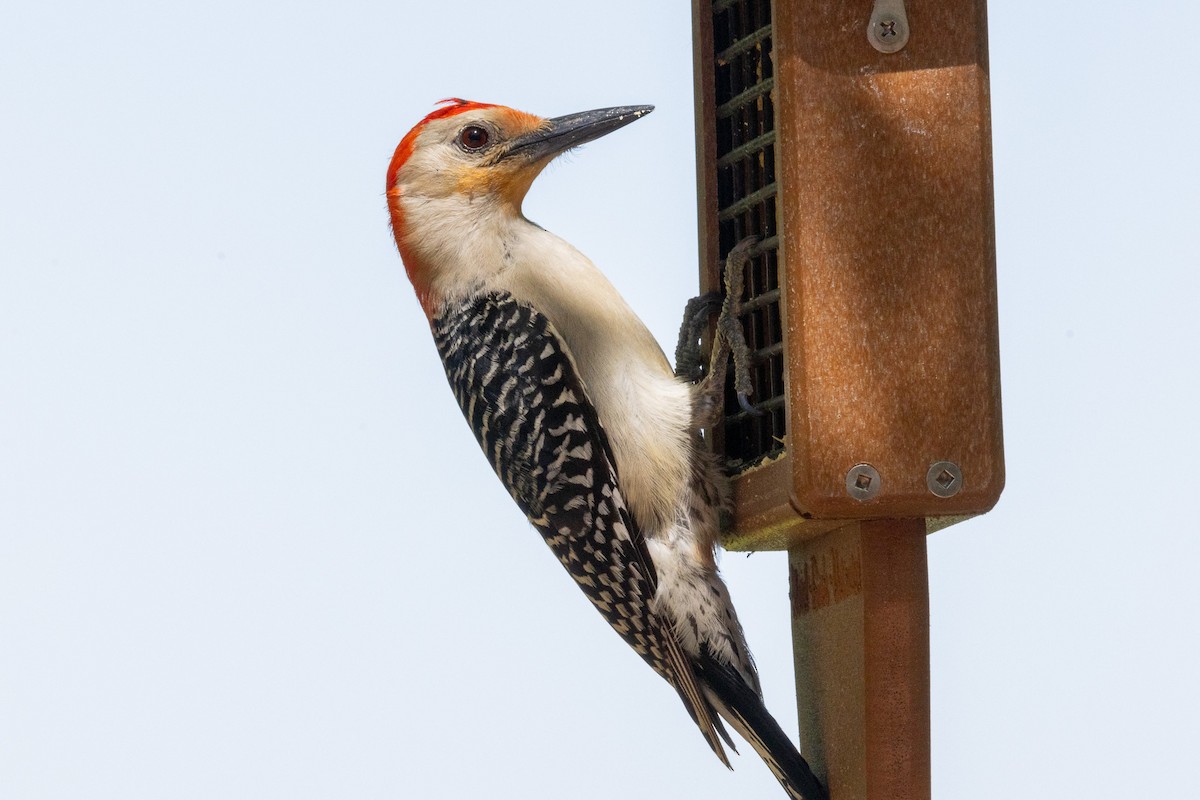 Red-bellied Woodpecker - ML620366492