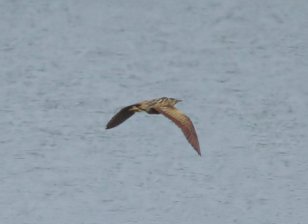 Great Bittern - ML620366493