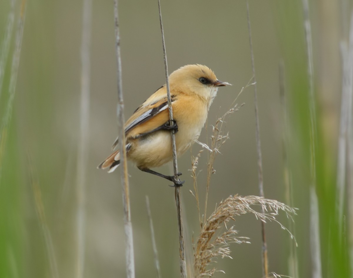 Bearded Reedling - ML620366501