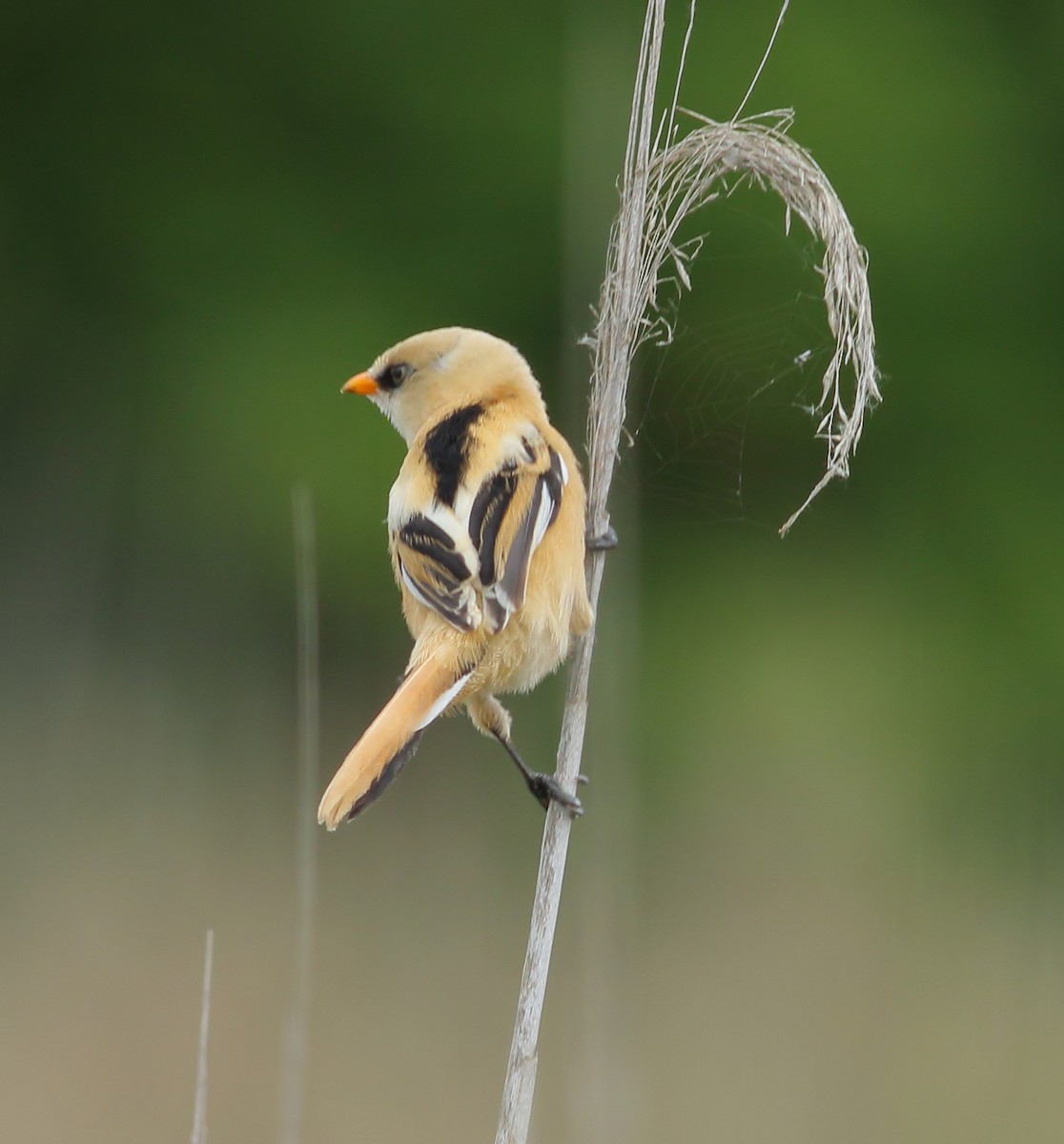 Bearded Reedling - ML620366502