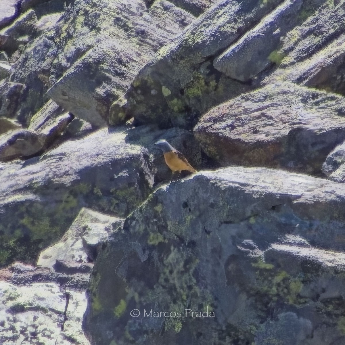 Rufous-tailed Rock-Thrush - ML620366512