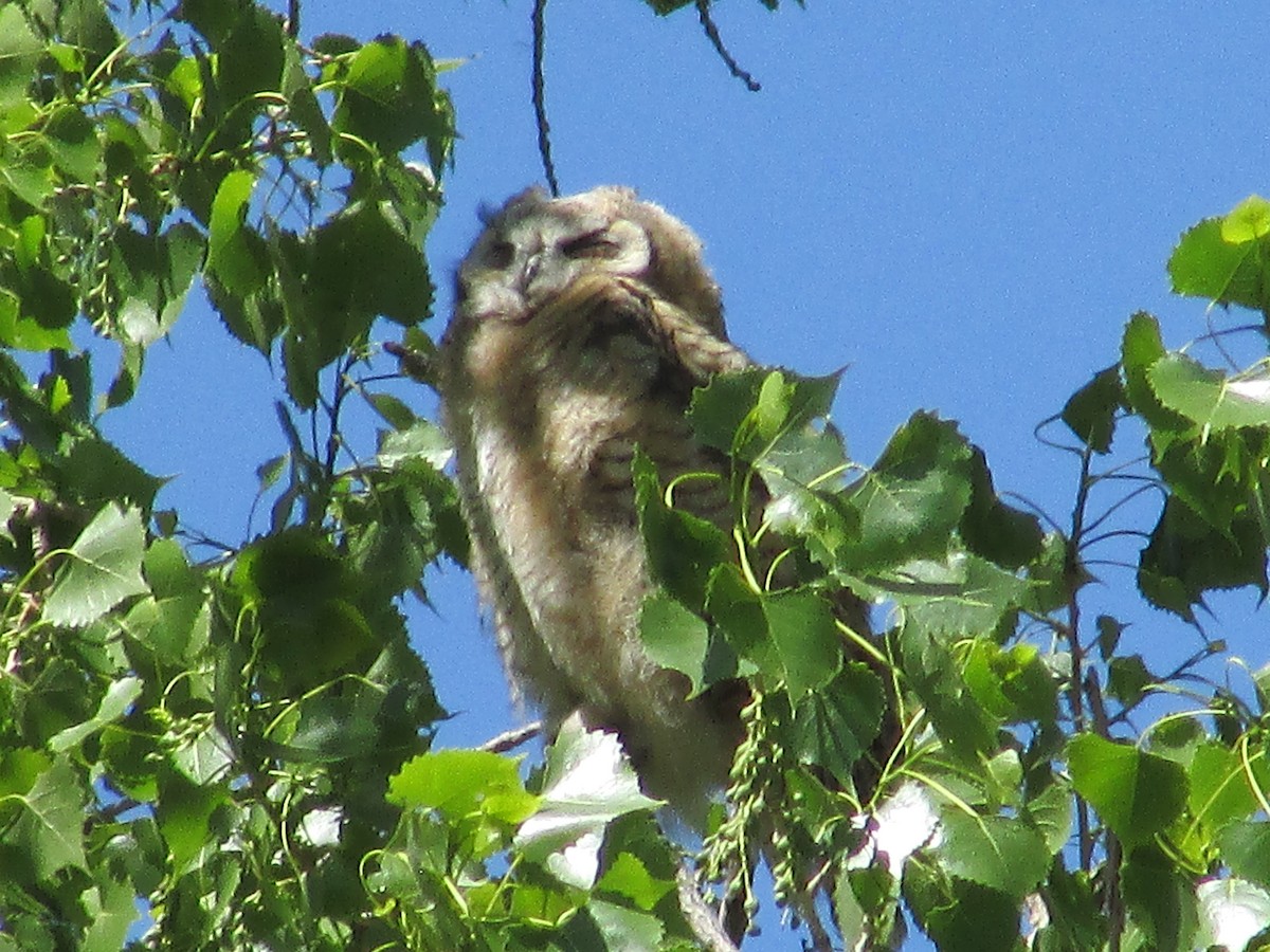 Great Horned Owl - ML620366513