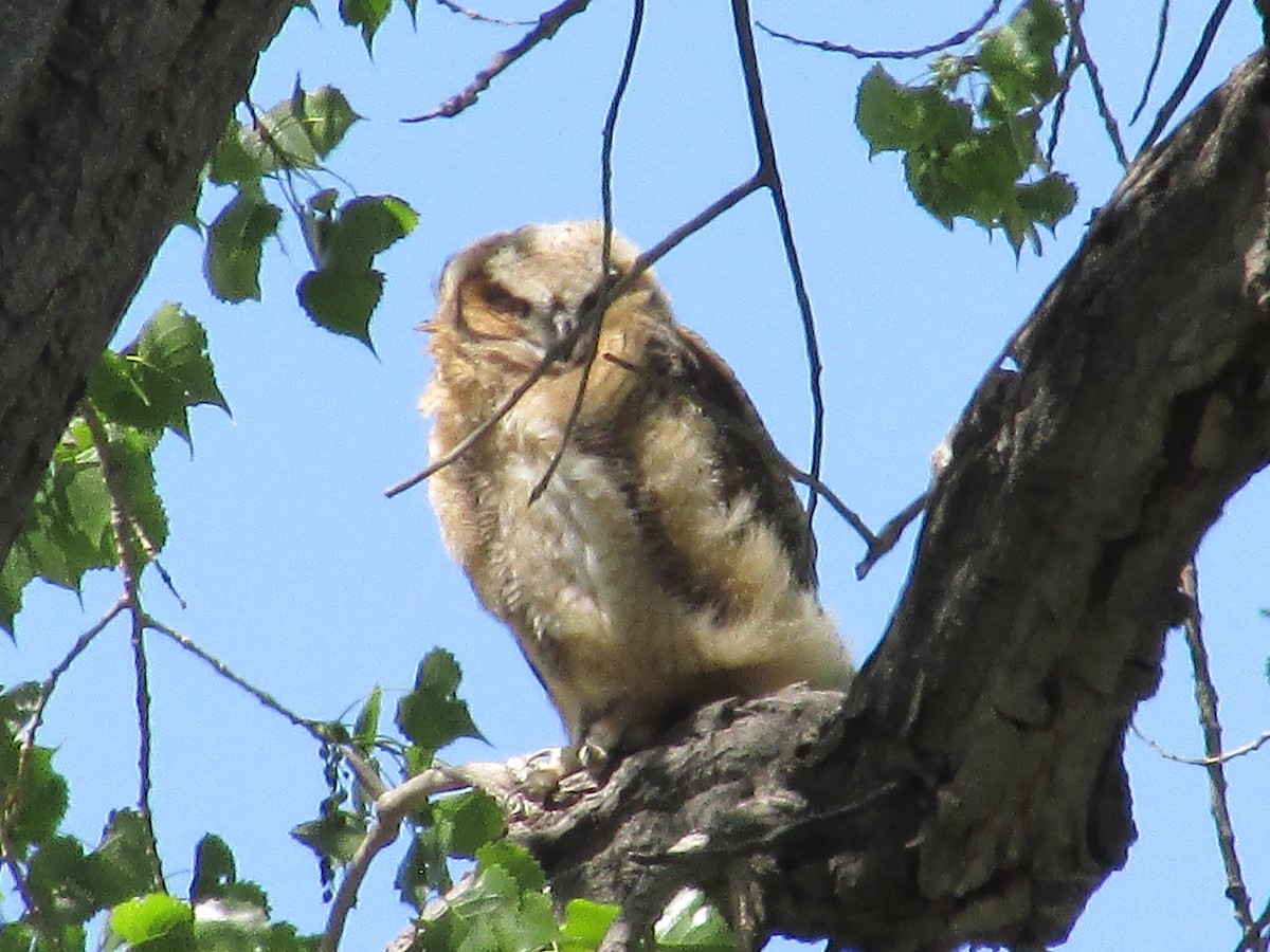 Great Horned Owl - ML620366514