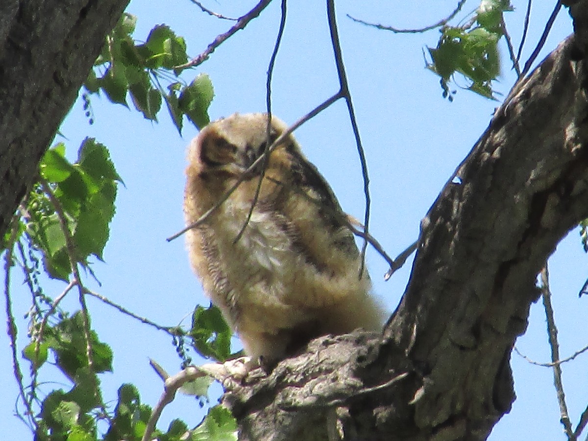 Great Horned Owl - ML620366515