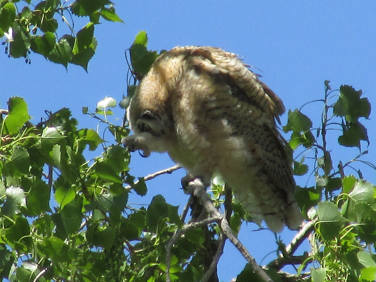 Great Horned Owl - ML620366516