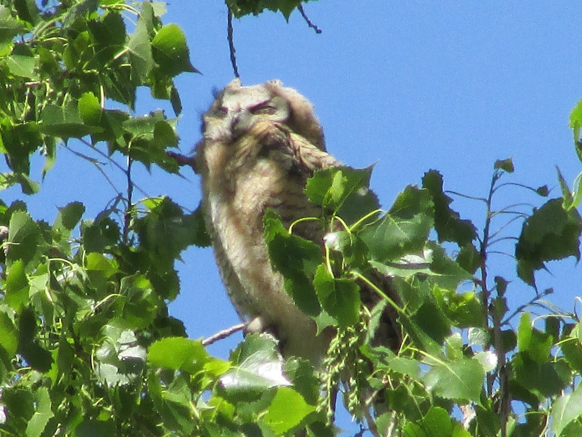 Great Horned Owl - ML620366518