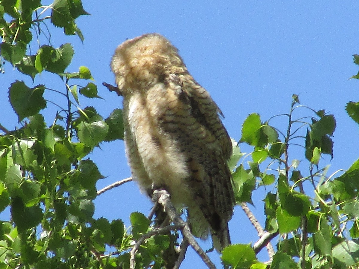 Great Horned Owl - ML620366519