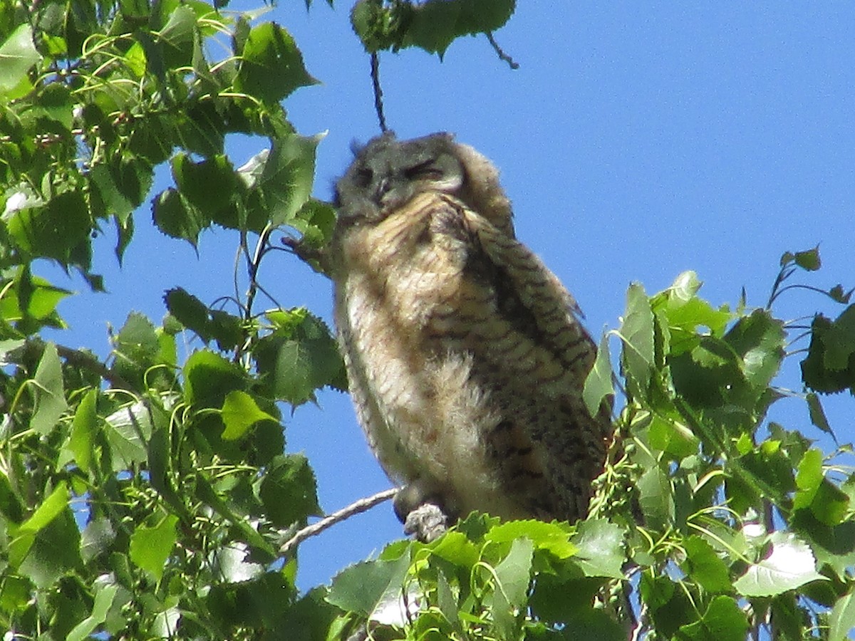 Great Horned Owl - ML620366520