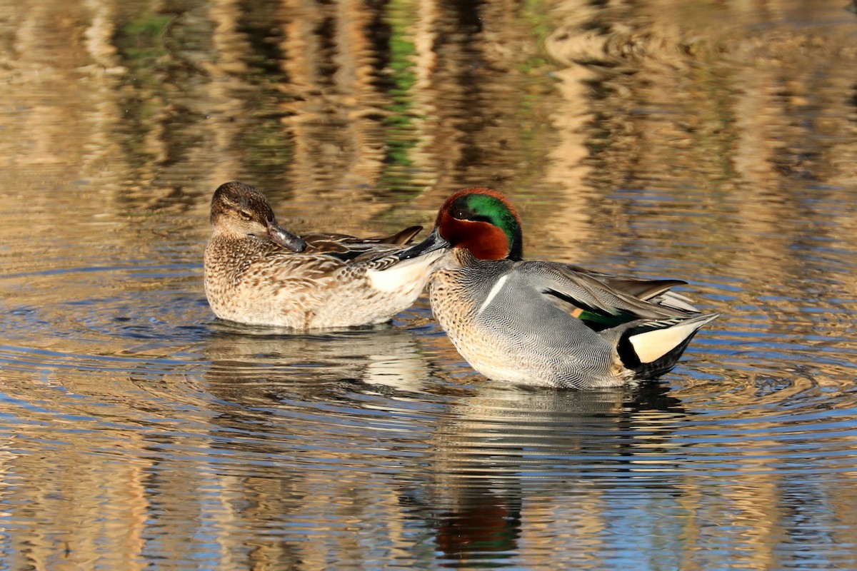 Green-winged Teal - ML620366521