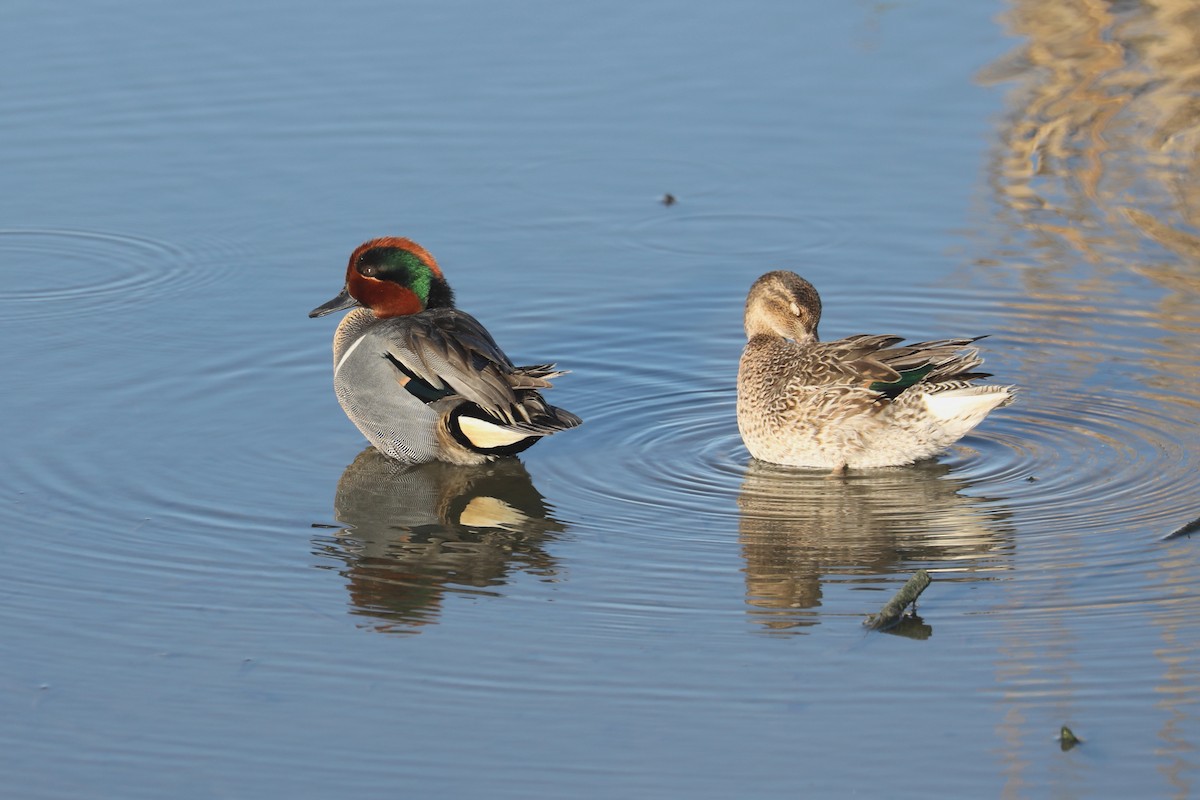 Green-winged Teal - ML620366524