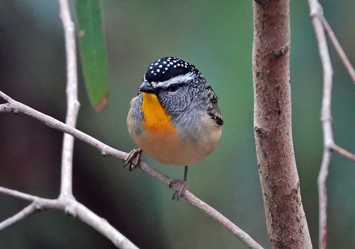 Spotted Pardalote - ML620366525