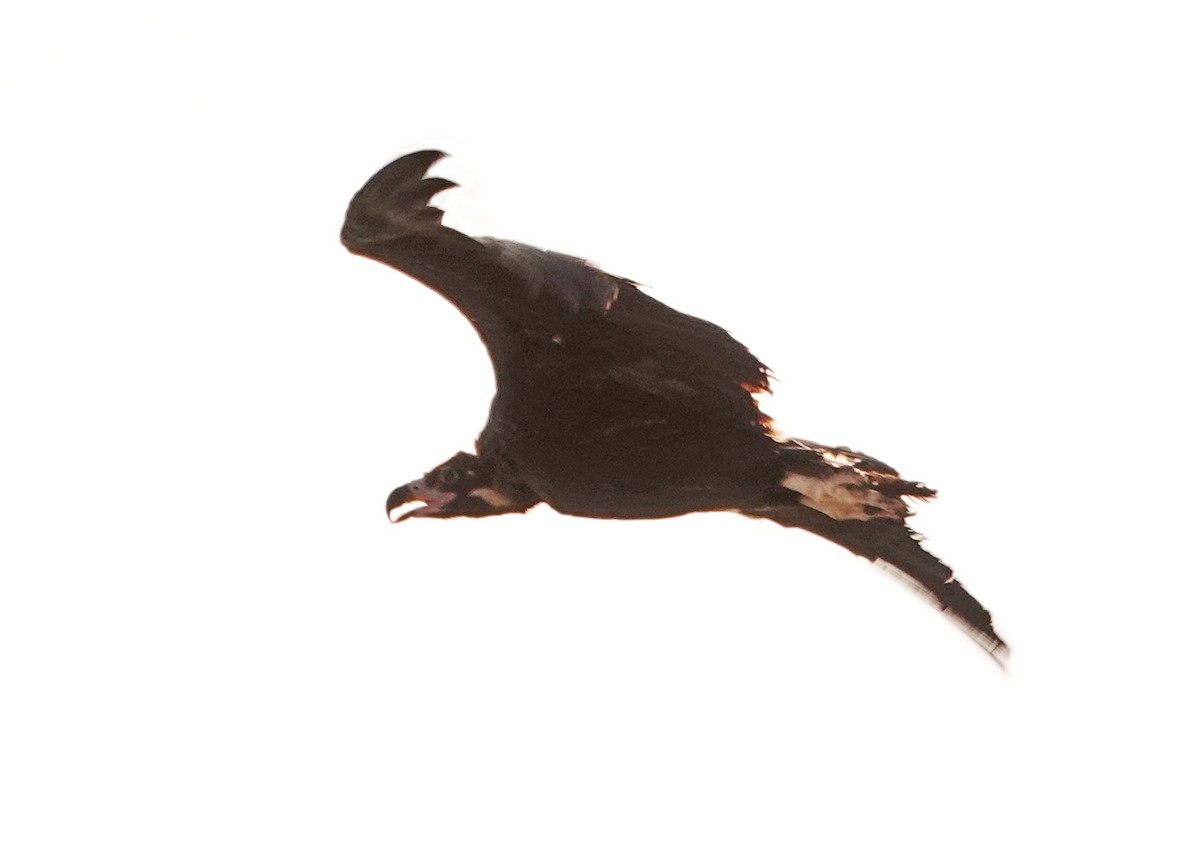 Cinereous Vulture - ML620366529