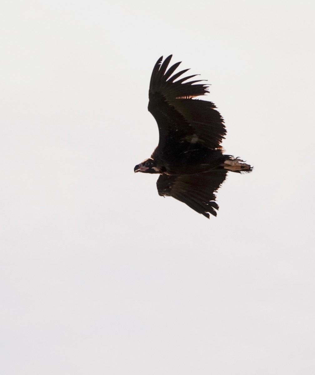 Cinereous Vulture - ML620366530