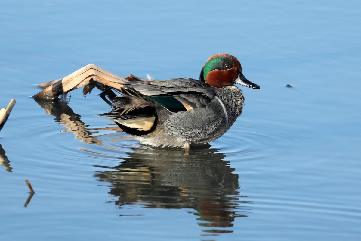 Green-winged Teal - ML620366535