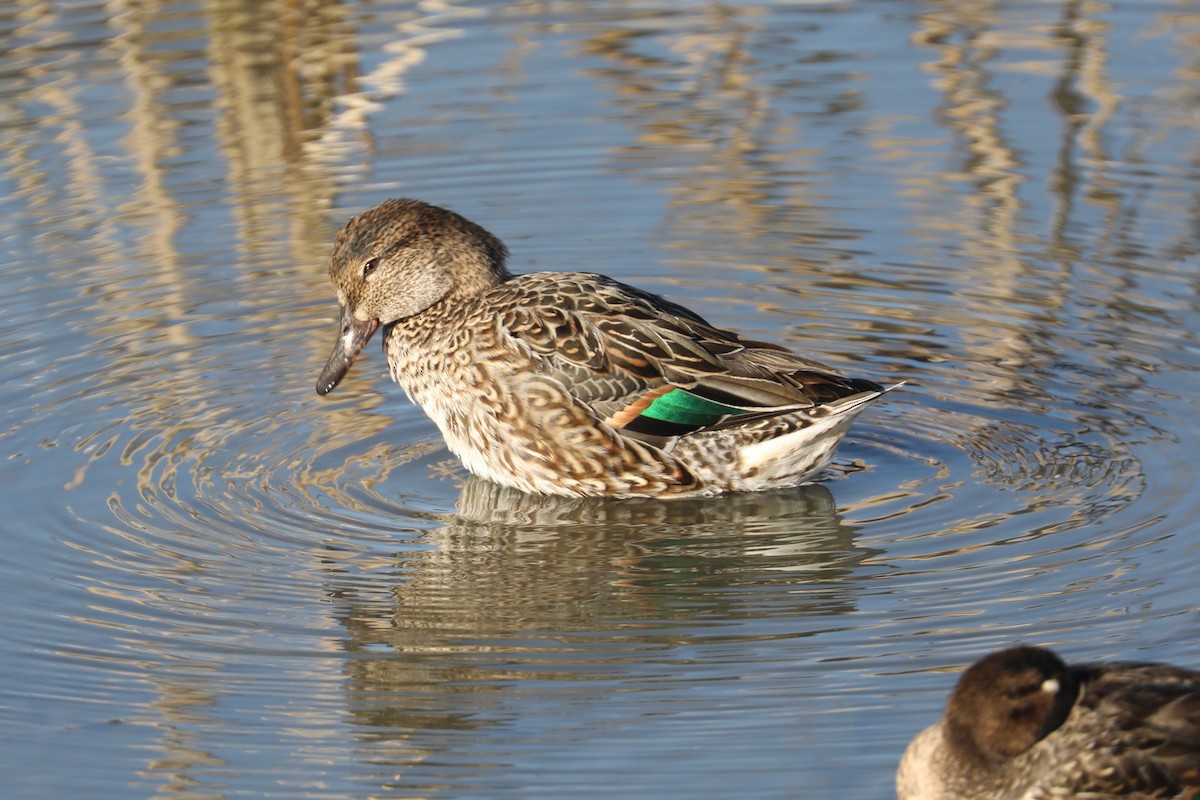 Green-winged Teal - ML620366536