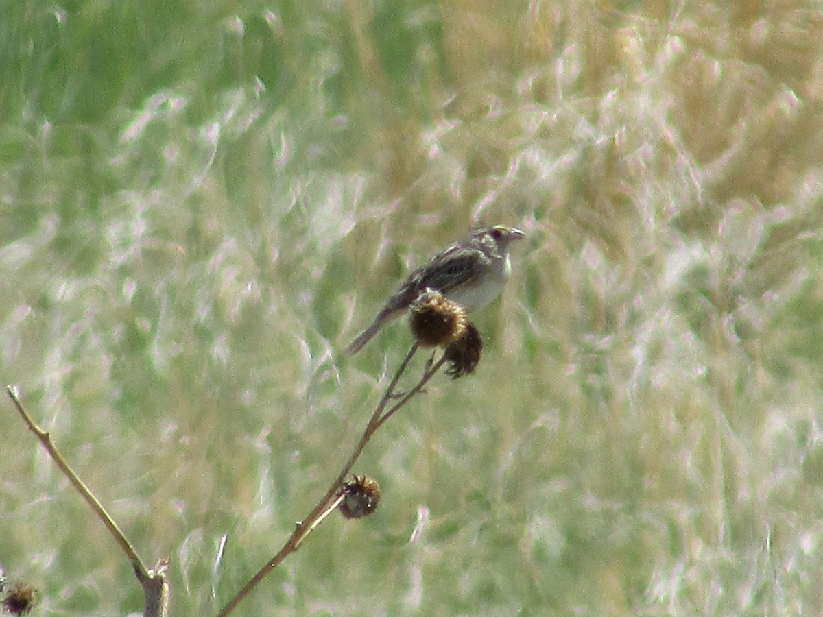Grasshopper Sparrow - ML620366544