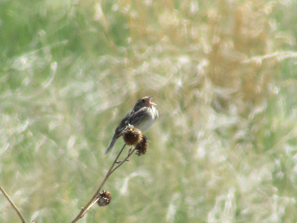 Grasshopper Sparrow - ML620366545