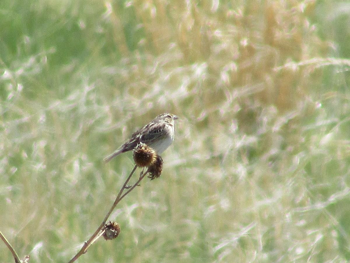 Grasshopper Sparrow - ML620366546