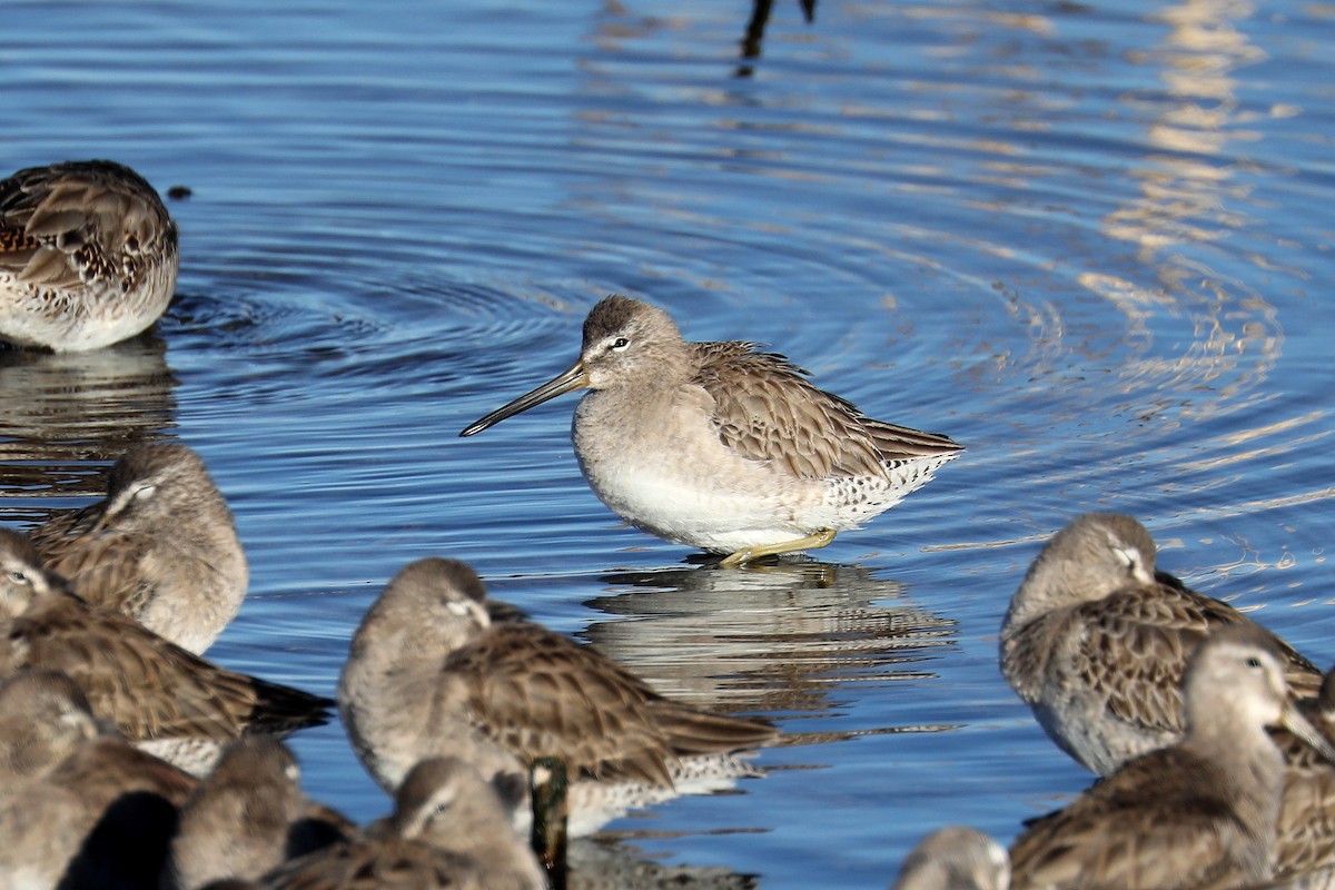 Long-billed Dowitcher - ML620366548
