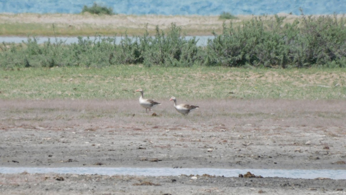 Graylag Goose - ML620366549