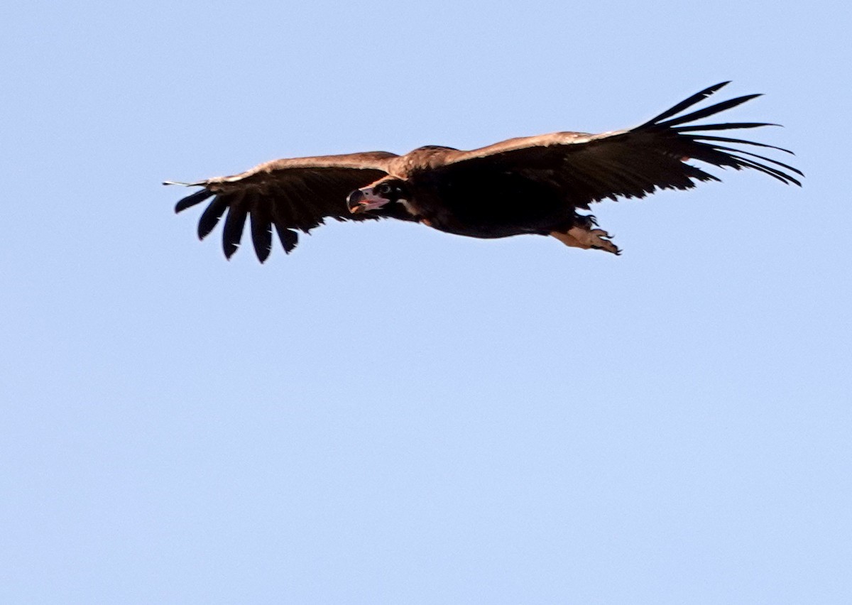 Cinereous Vulture - ML620366558