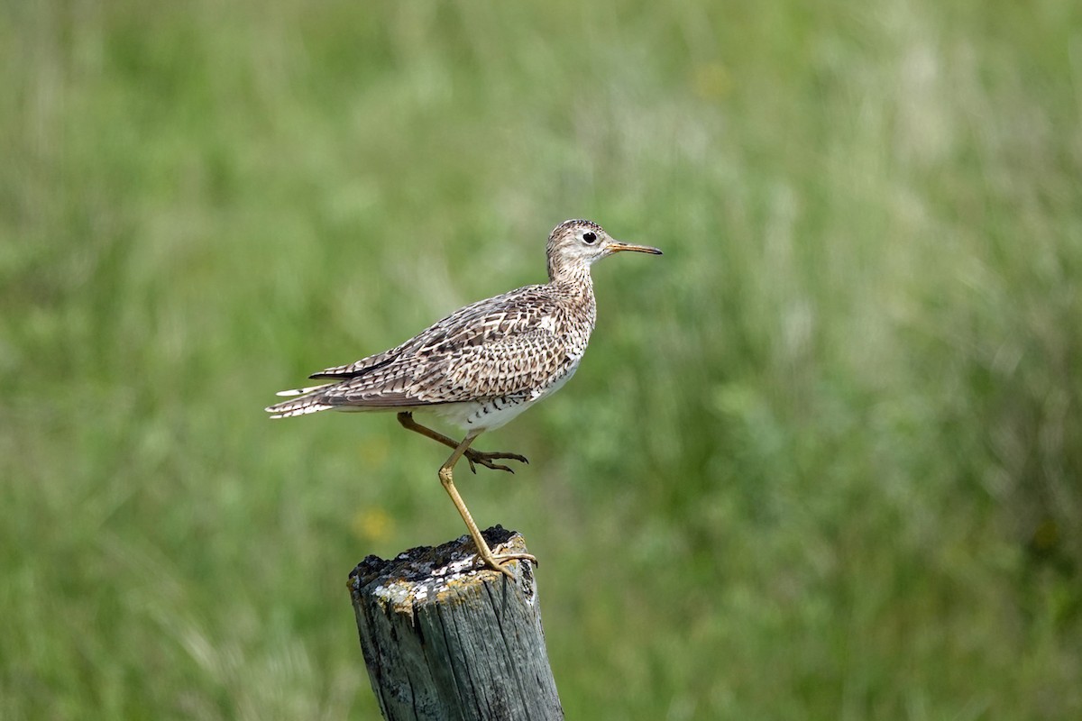 Upland Sandpiper - ML620366567