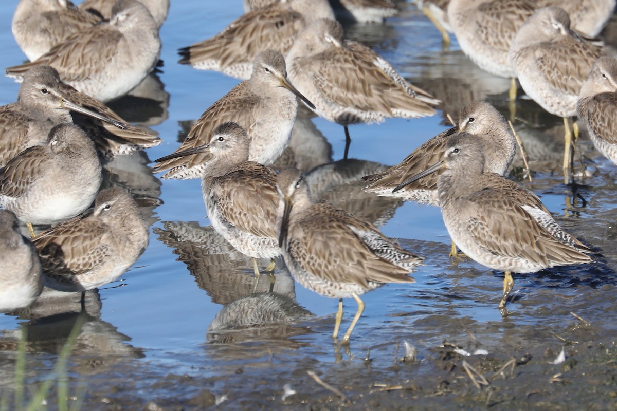 Long-billed Dowitcher - ML620366576