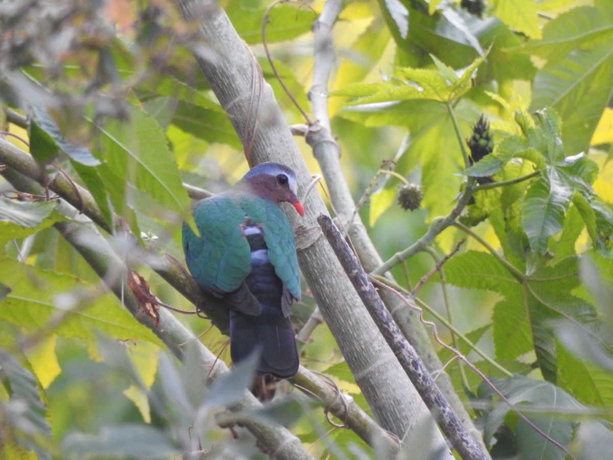 Asian Emerald Dove - ML620366582