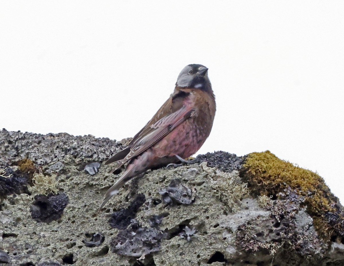 Gray-crowned Rosy-Finch (Pribilof Is.) - ML620366595