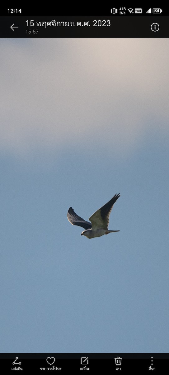 Black-winged Kite - ML620366601