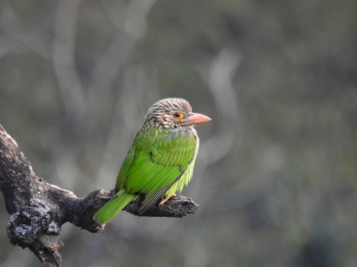 Lineated Barbet - ML620366604