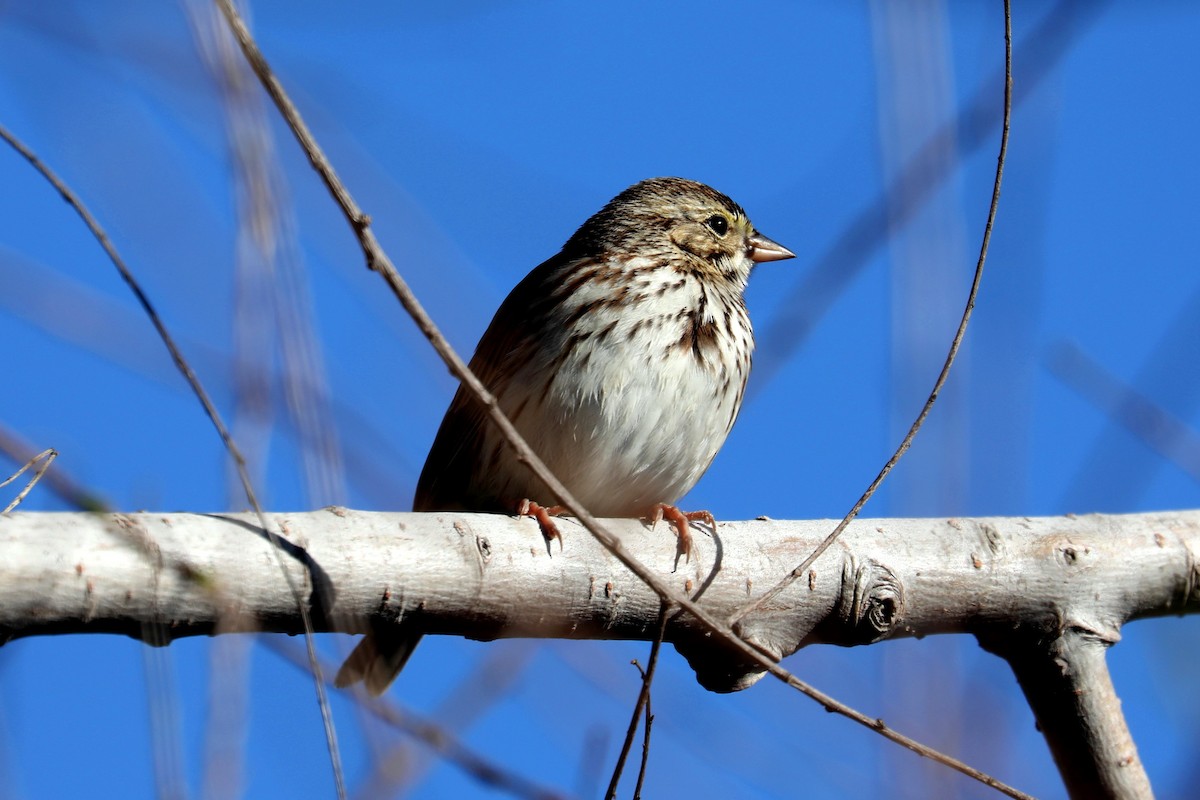 Savannah Sparrow - ML620366609