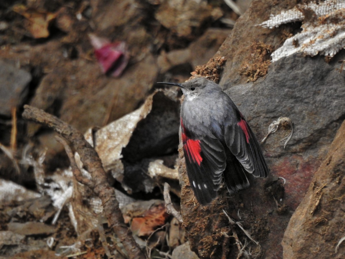 Wallcreeper - ML620366623