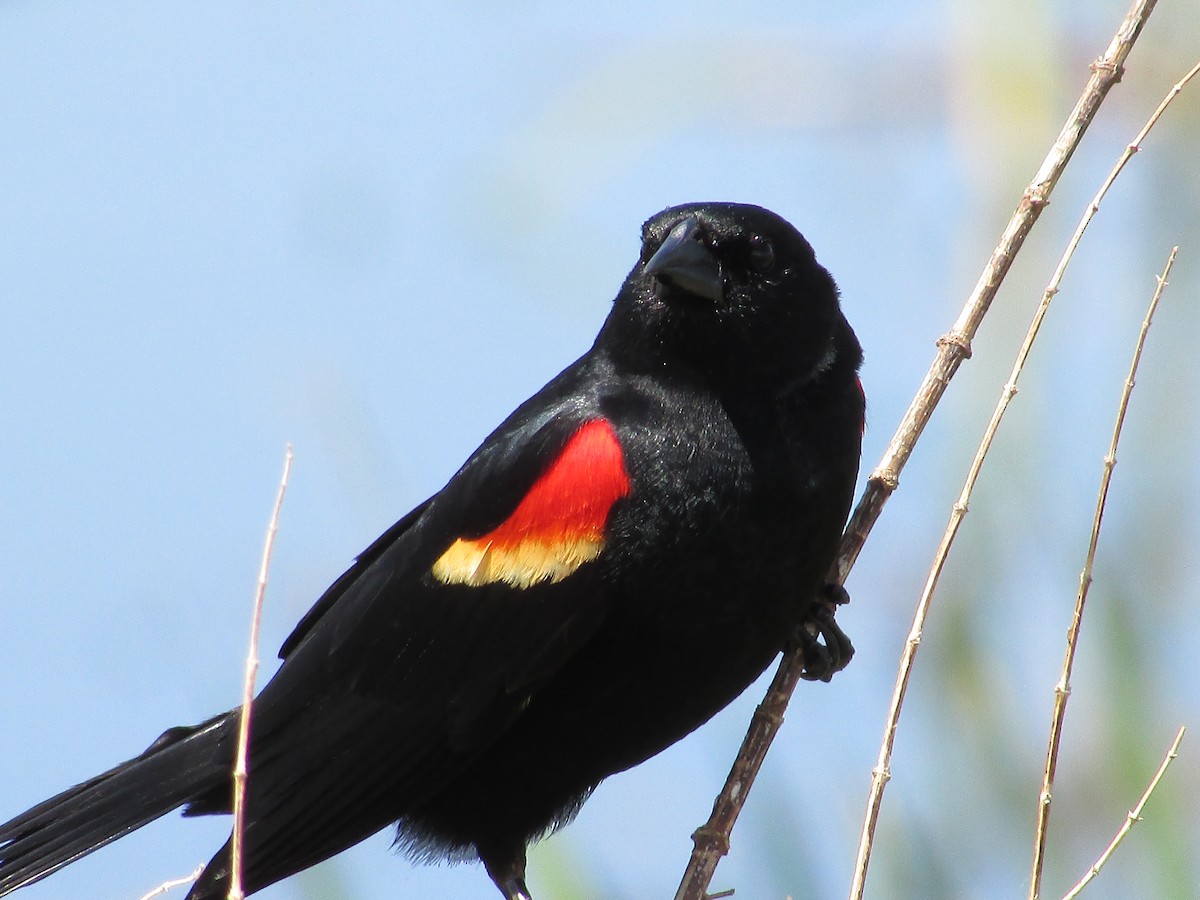 Red-winged Blackbird - ML620366630