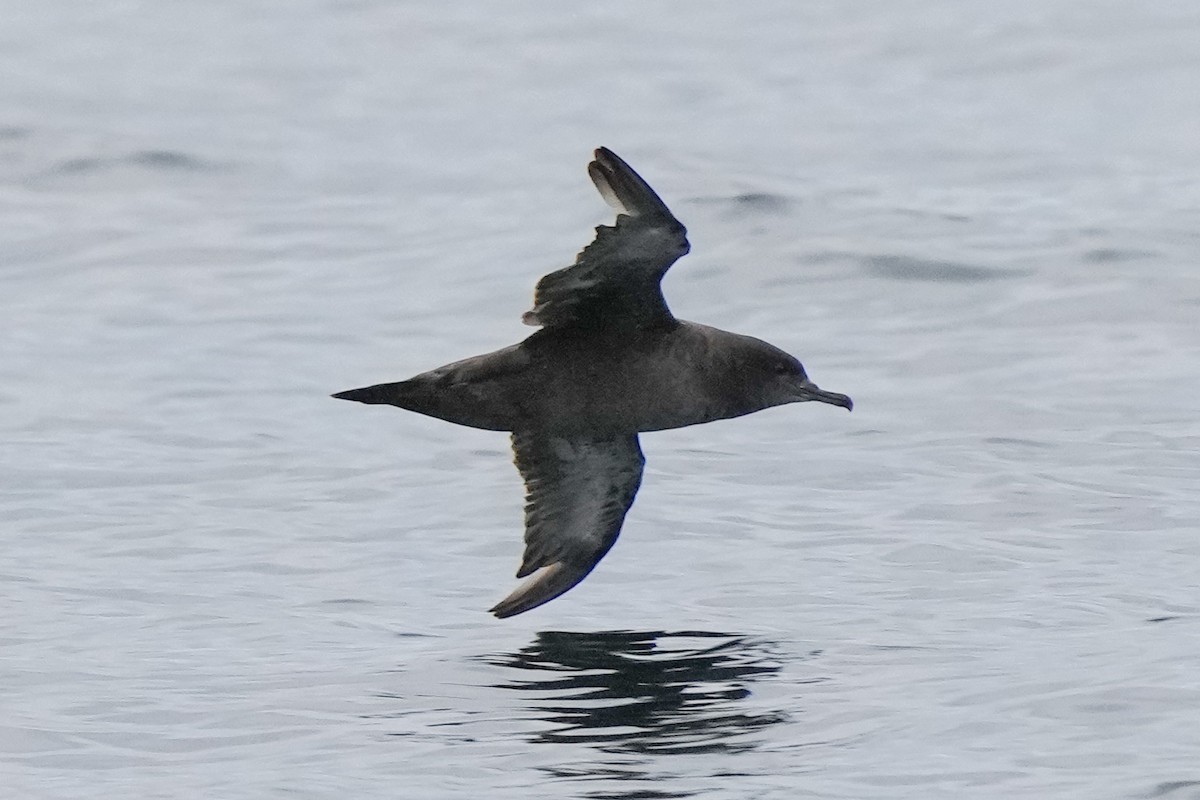 Sooty Shearwater - ML620366639