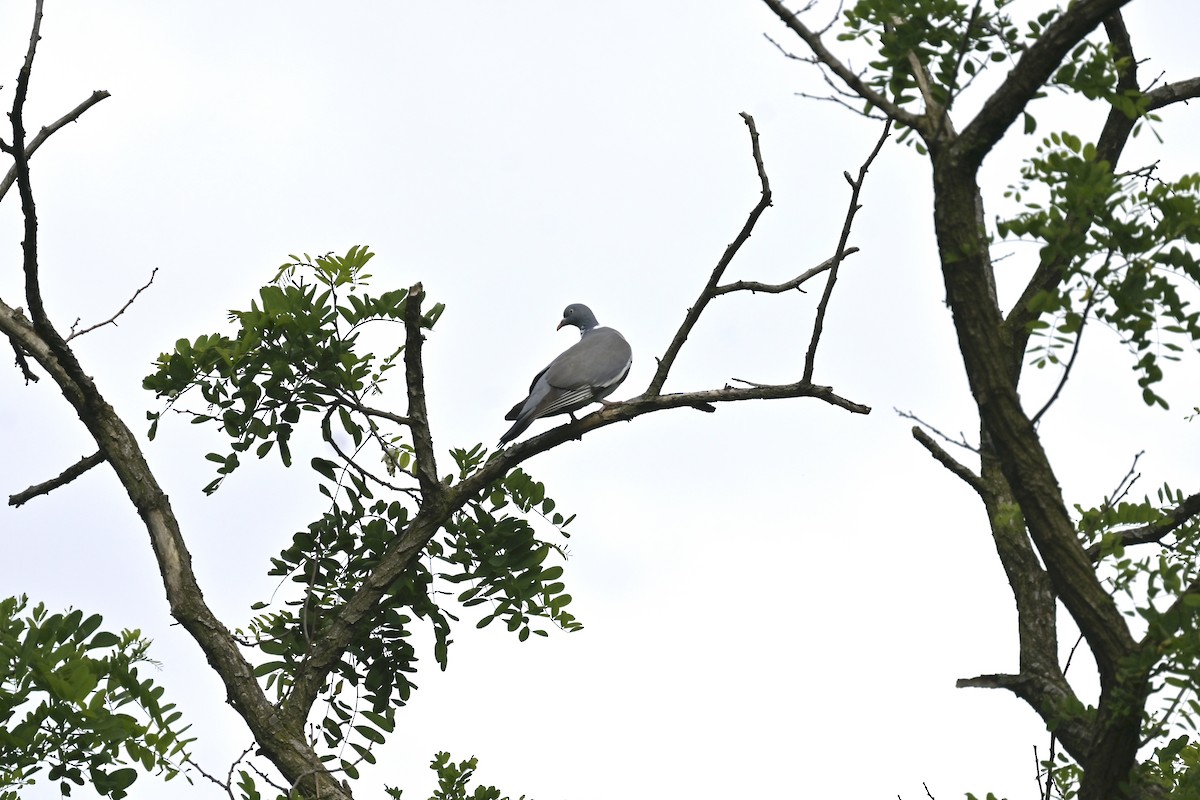Common Wood-Pigeon - ML620366658