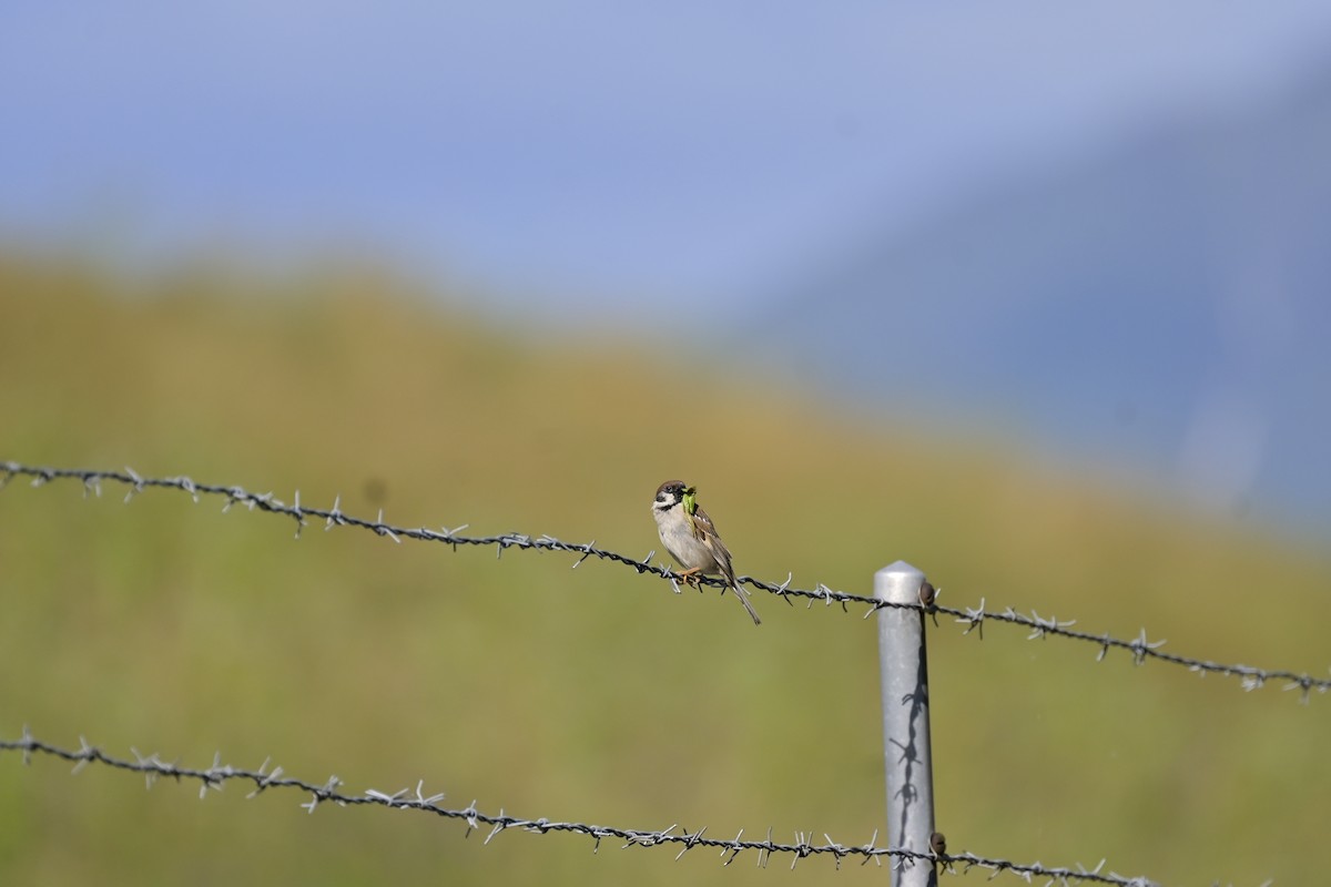 Eurasian Tree Sparrow - ML620366676