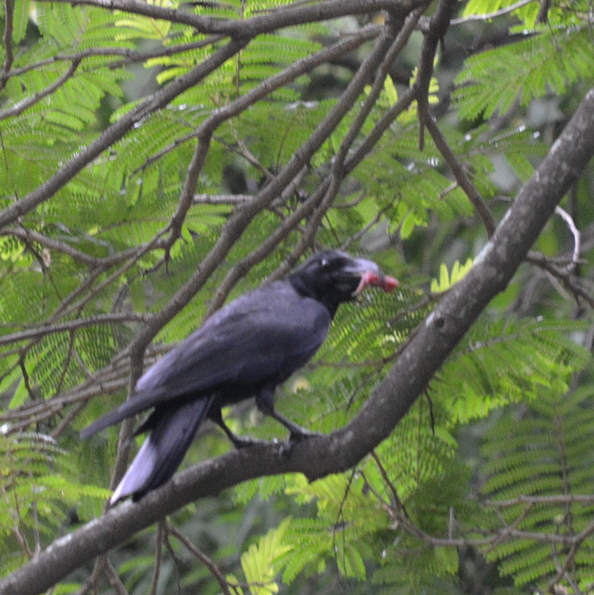 Large-billed Crow - Himanshu Gupta