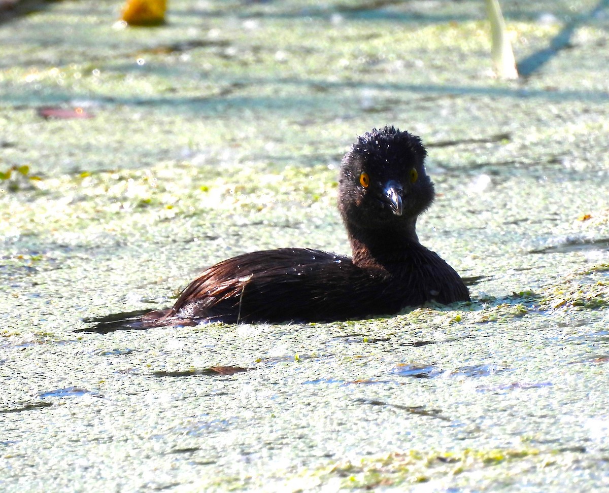 Least Grebe - ML620366682