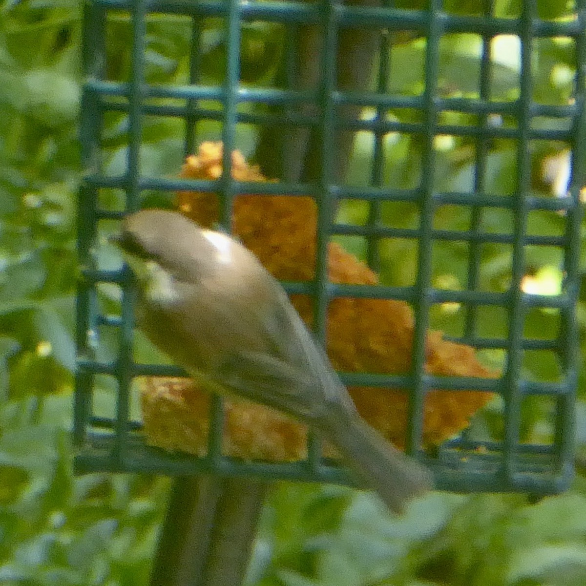 Chestnut-backed Chickadee - ML620366700