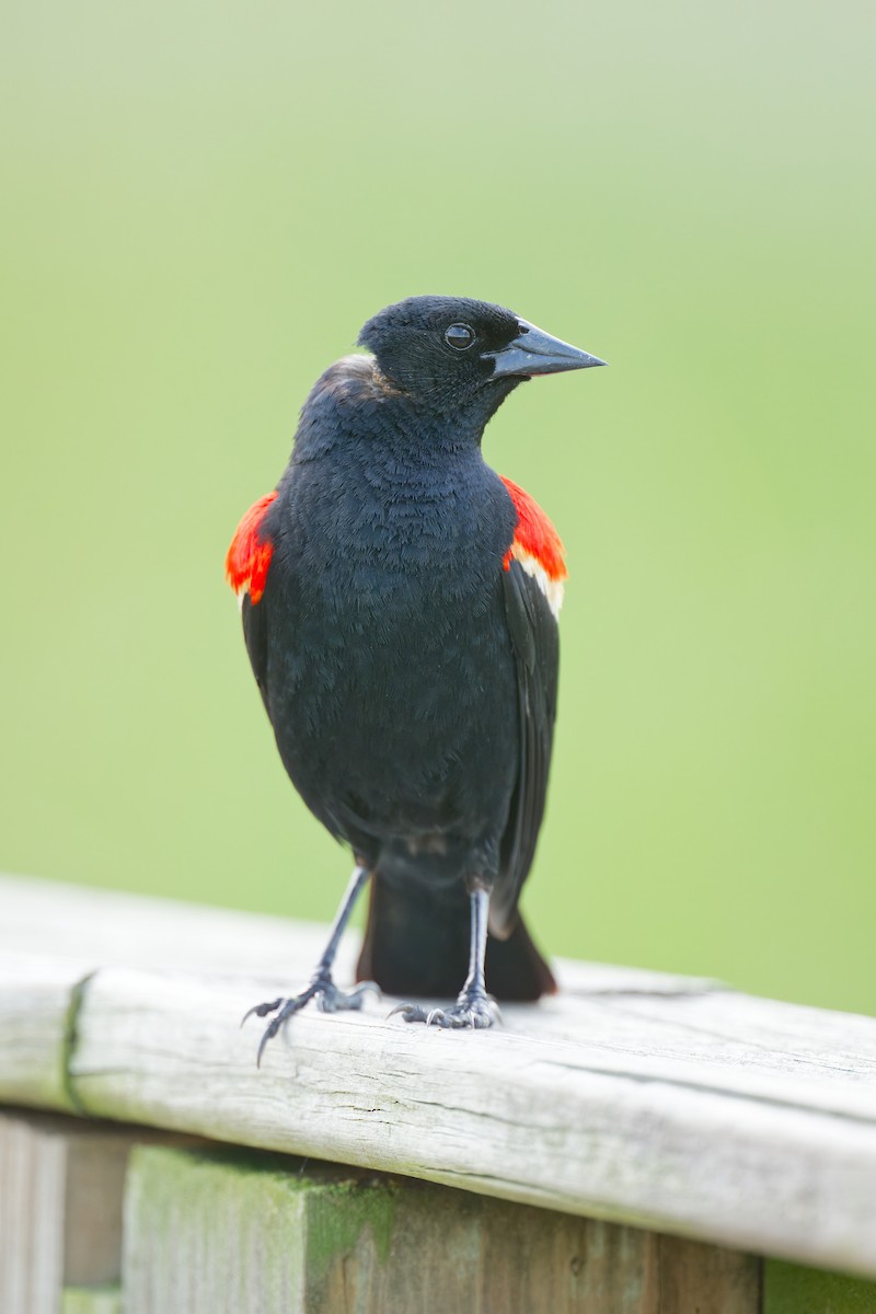 Red-winged Blackbird - ML620366717